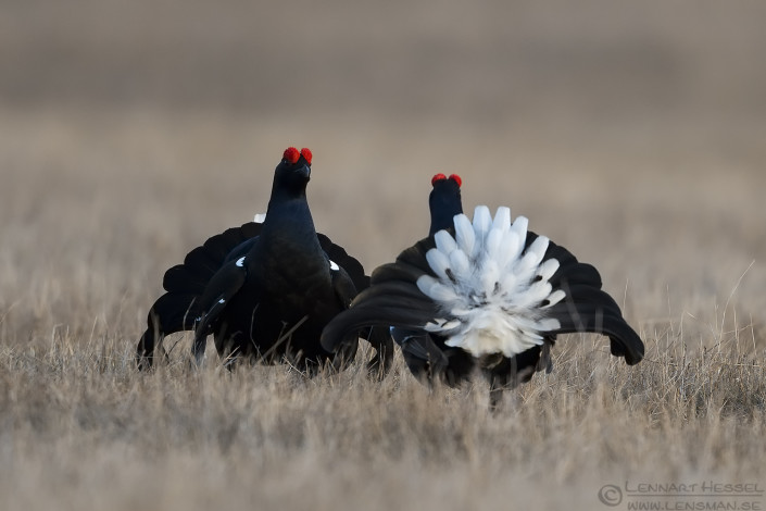 160327 Black Grouse standoff Black Grouse fierce