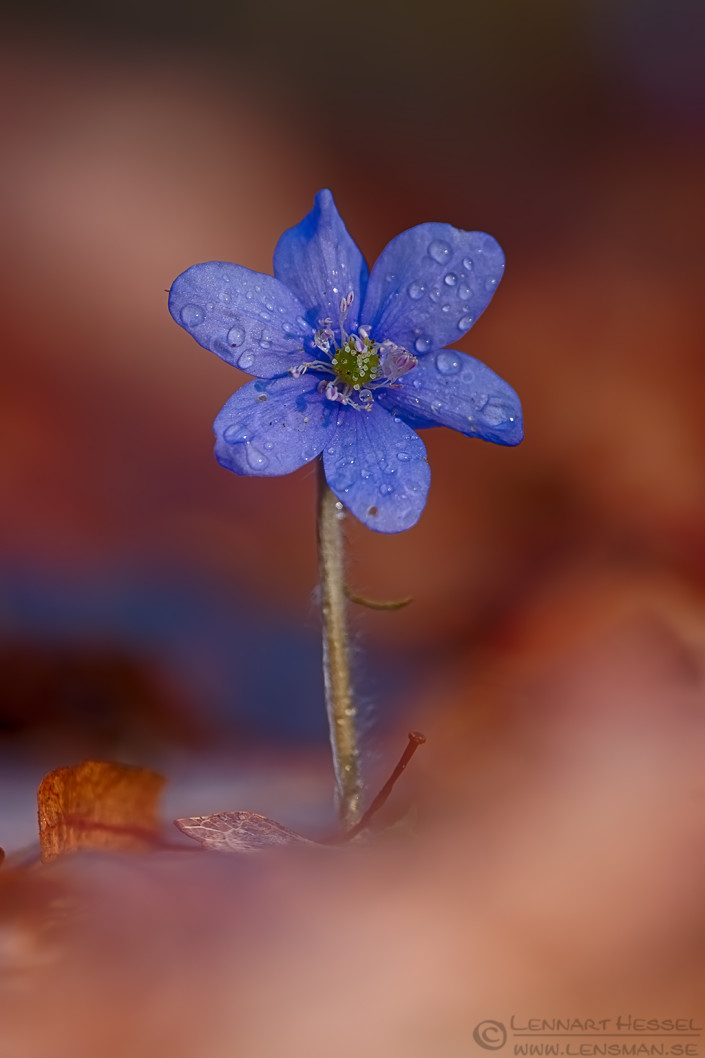 160328 Common Hepatica HDR Common Hepatica fierce