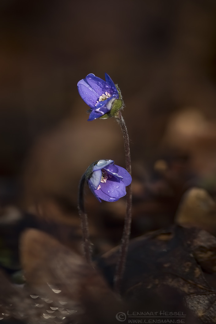 160328 Common Hepaticas Common Hepatica fierce