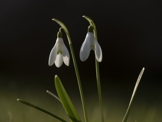160402 Common Snowdrops Common snowdrops insects