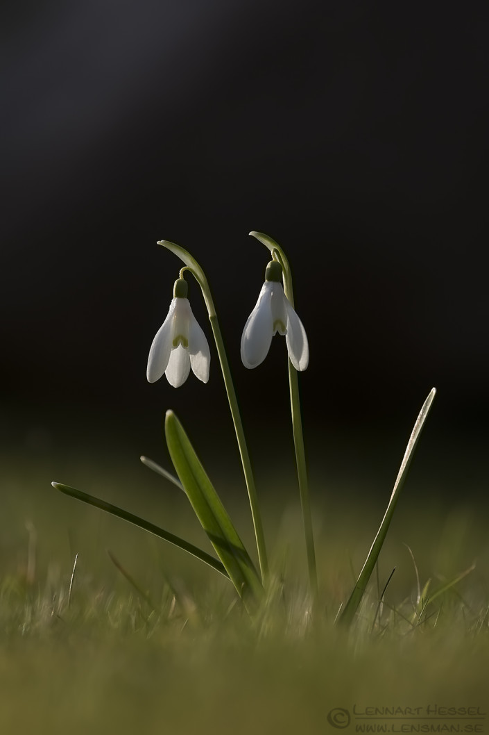 160402 Common Snowdrops Common snowdrops insects