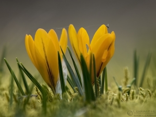 160402 Crocuses and insect Crocuses and insect insects