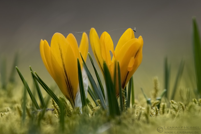 160402 Crocuses and insect Crocuses and insect insects