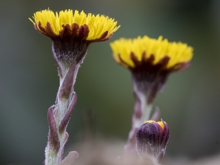 160403 Coltsfoot Coltsfoot insects