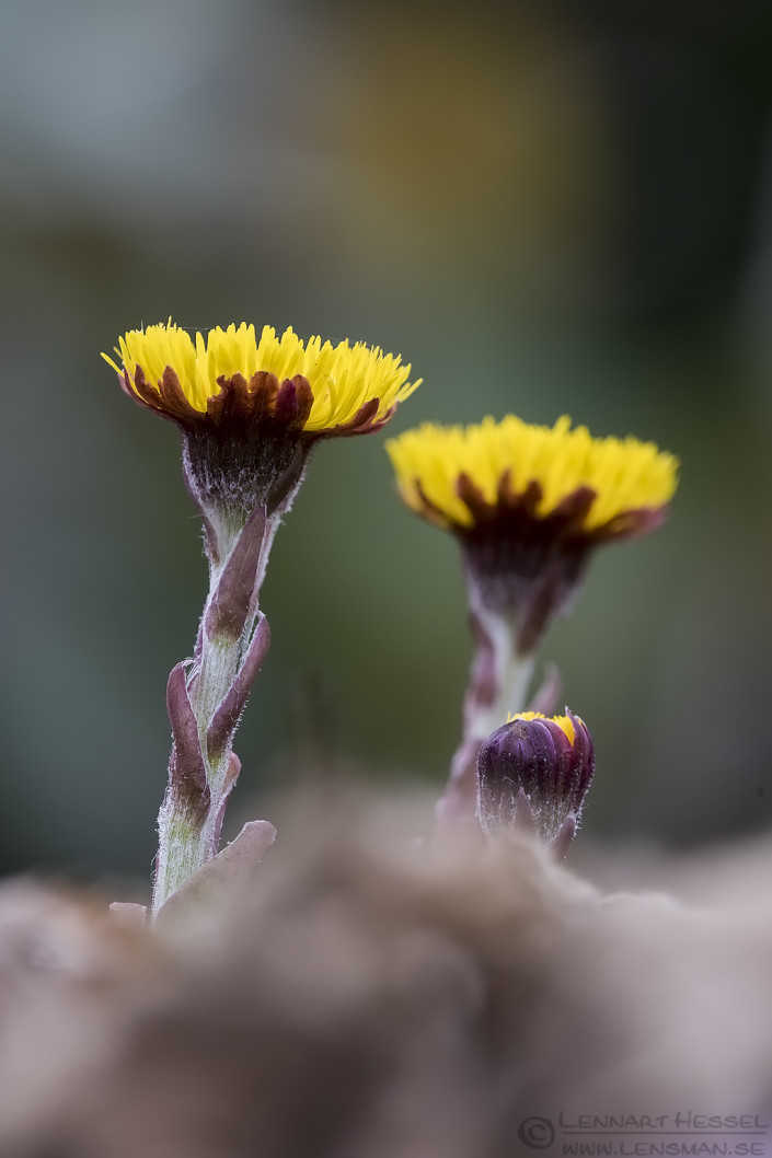 160403 Coltsfoot Coltsfoot insects