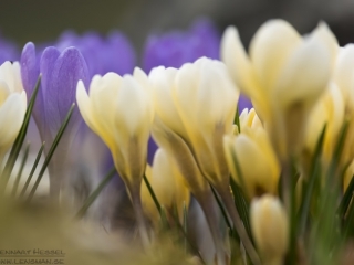 160403 Crocuses Crocuses insects