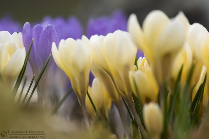 160403 Crocuses Crocuses insects