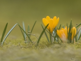 160403 Crocuses and spider Crocuses and spider insects