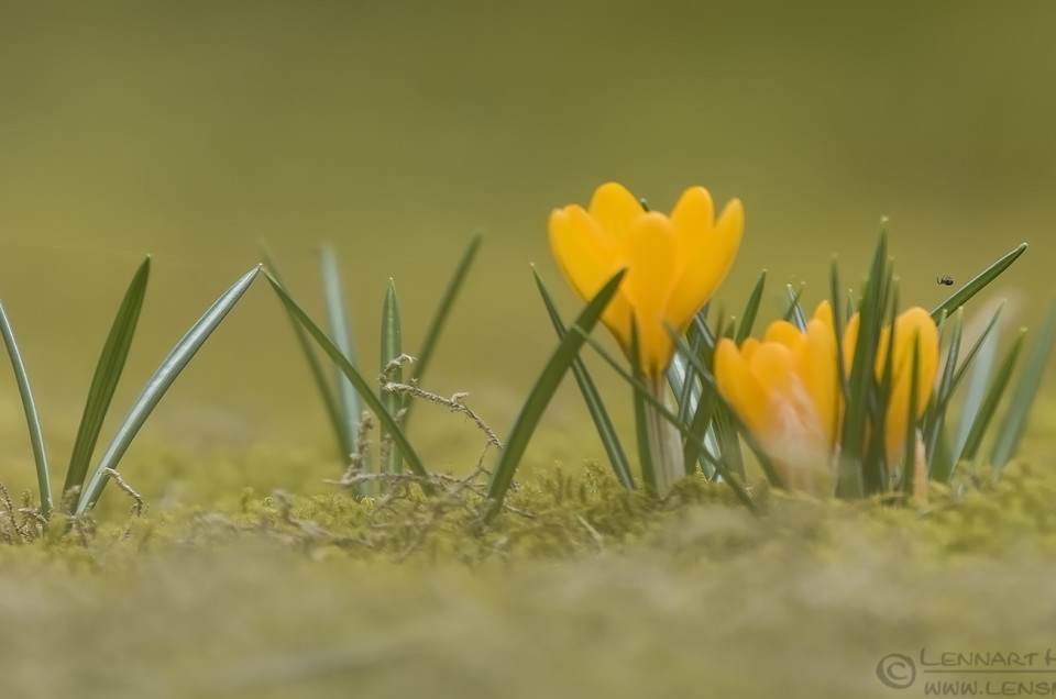 Crocuses and spider insects