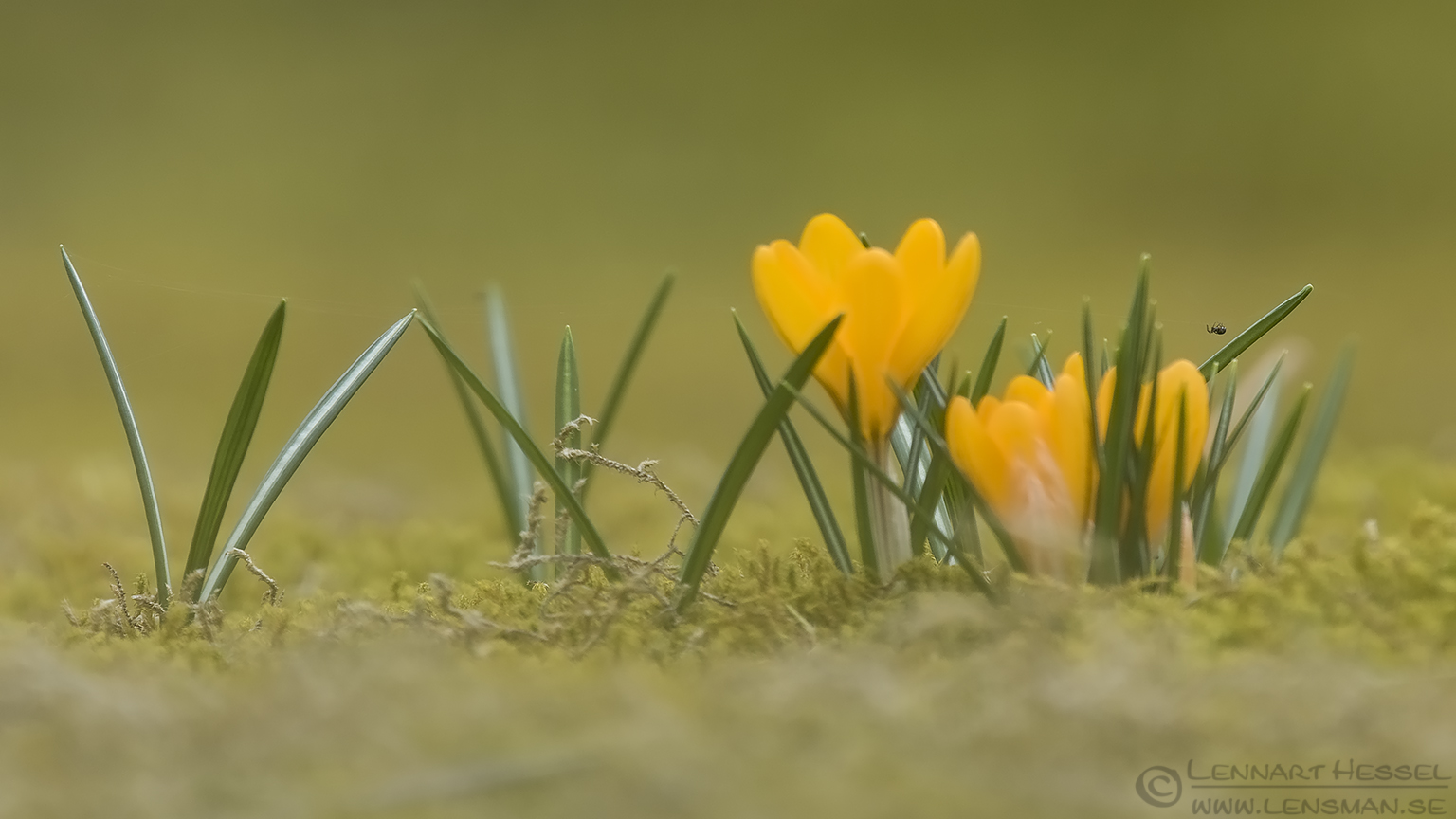 Crocuses and spider insects
