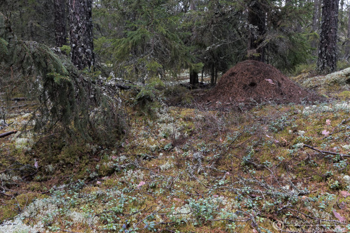 160409 Ant hill Ant Hill in the woods intimate landscape