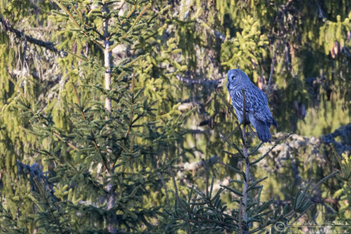 160409 Great grey owl Great Grey Owl intimate landscape