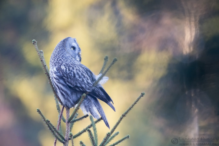 160409 Great grey owl back Great Grey Owl intimate landscape