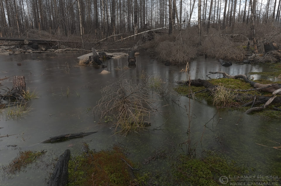 Water and burnt intimate landscape