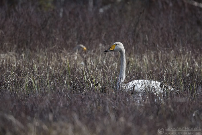 160409 Whooper Swans Whooper Swans intimate landscape