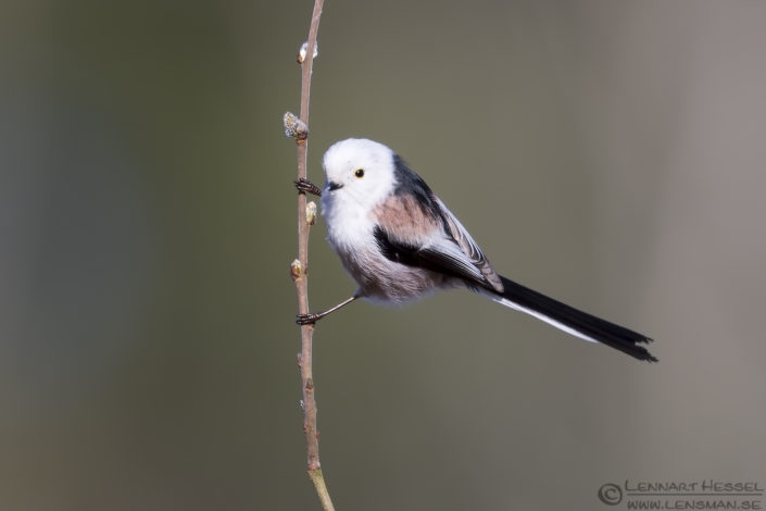 160410 Long-tailed Tit Long-tailed Tit intimate landscape