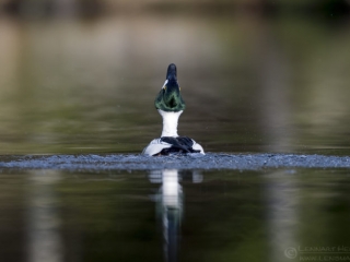 160416 Common Goldeneye Common Goldeneye April