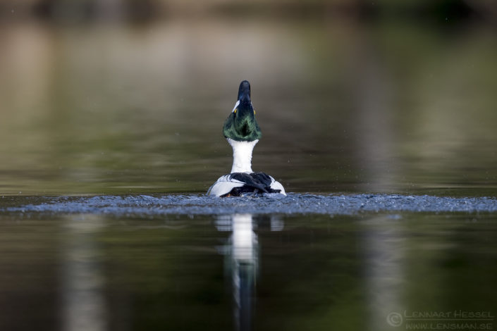 160416 Common Goldeneye Common Goldeneye April