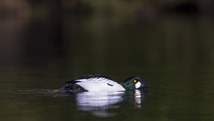 160416 Common Goldeneye male Male Common Goldeneye April