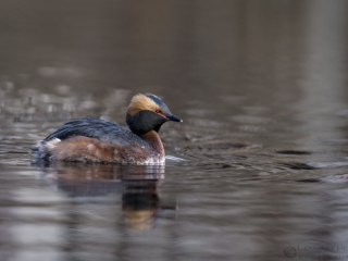 160416 Slavonian Grebe Slavonian Grebe April