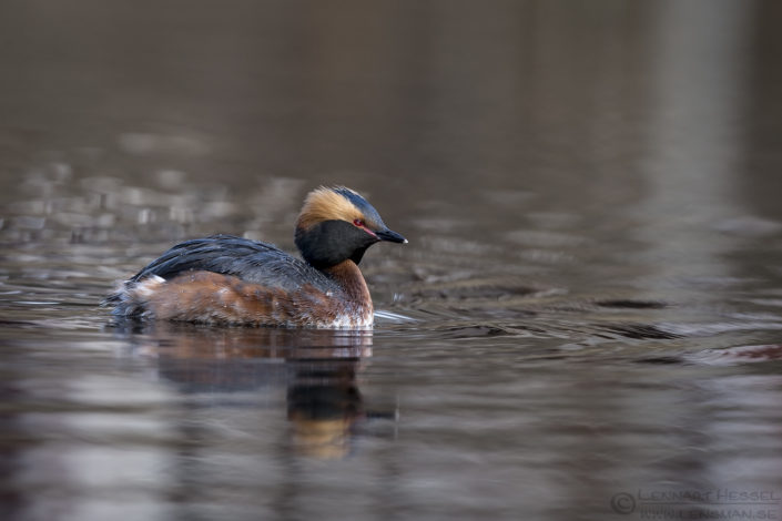 160416 Slavonian Grebe Slavonian Grebe April