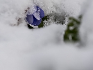 160424 Common Hepatic snow-covered Common Hepatica April