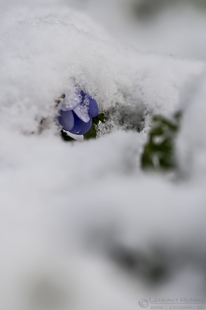 160424 Common Hepatic snow-covered Common Hepatica April