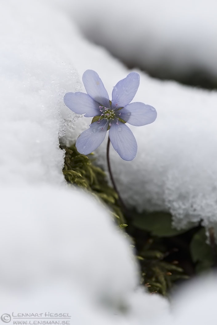 160424 Common Hepatica Common Hepatica April