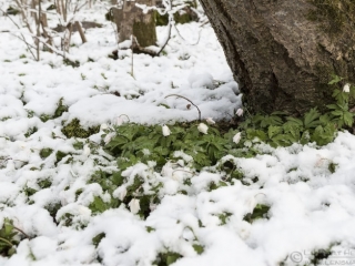 160424 Wood Anemone in snow Wood Anemone April