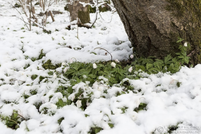 160424 Wood Anemone in snow Wood Anemone April