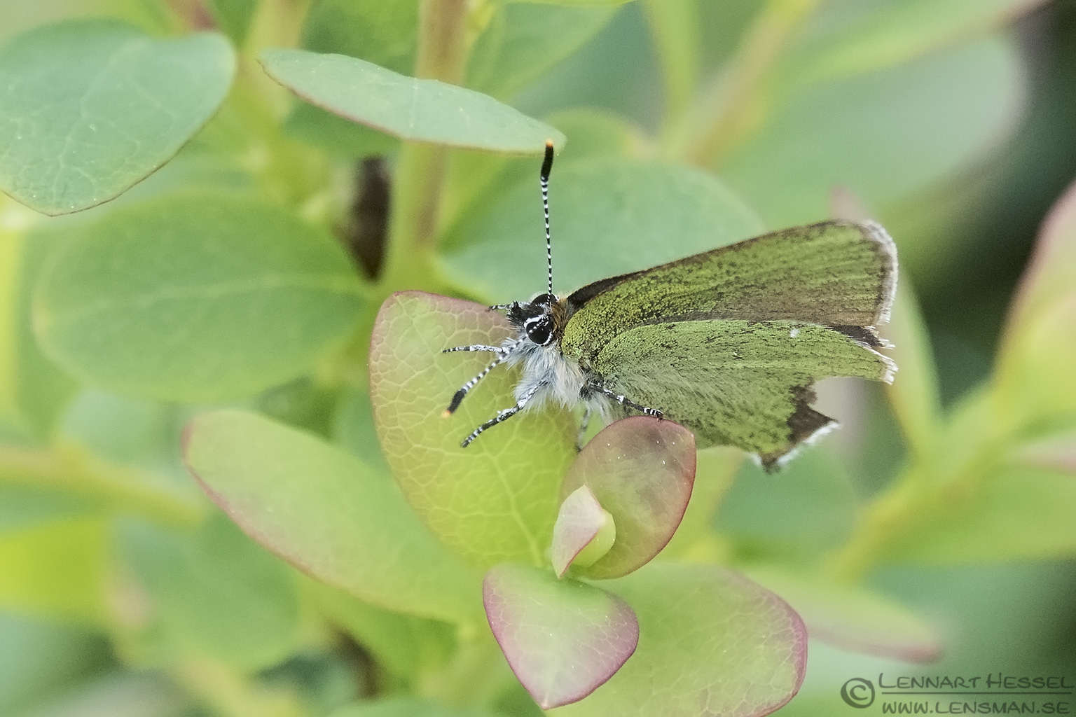Green Hairstreak butterflies