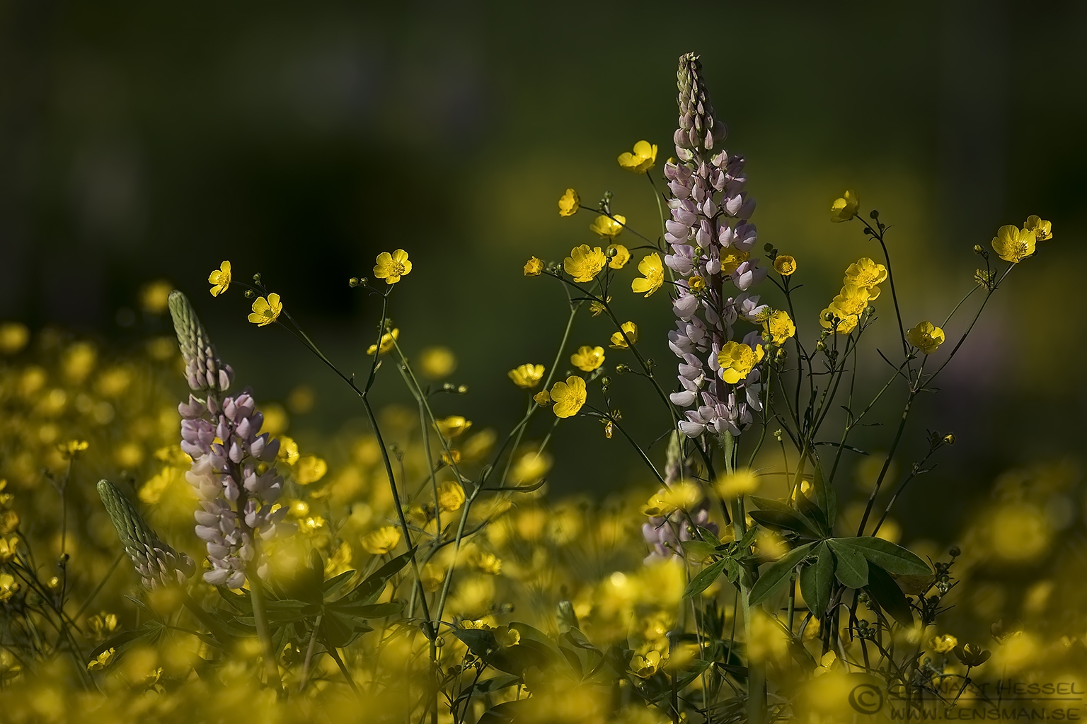 Lupines in a yellow field insects
