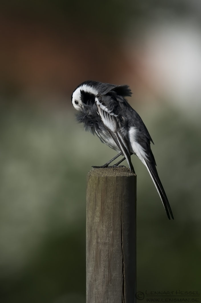 White Wagtail preening insects