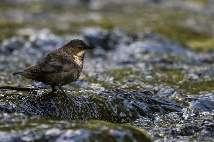 White-throated Dipper insects