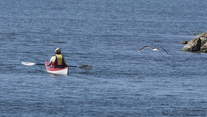 Great black-backed Gull and canoe insects