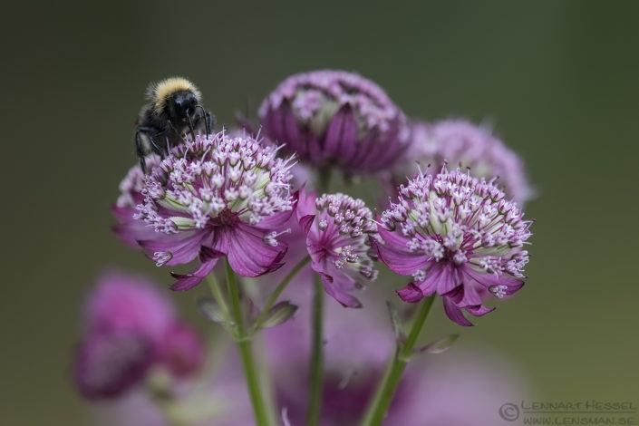 Garden Bumblebee insects