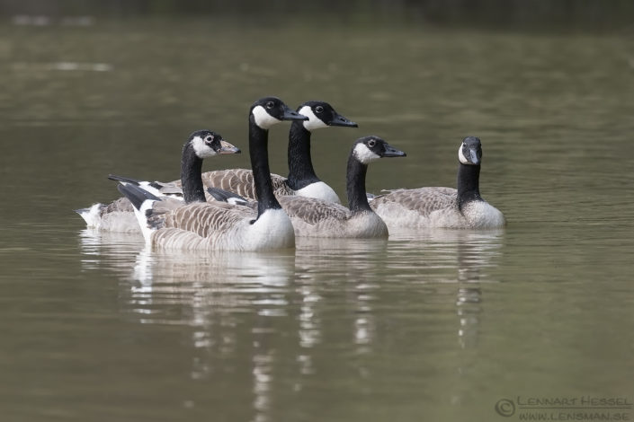 Canada Geese insects