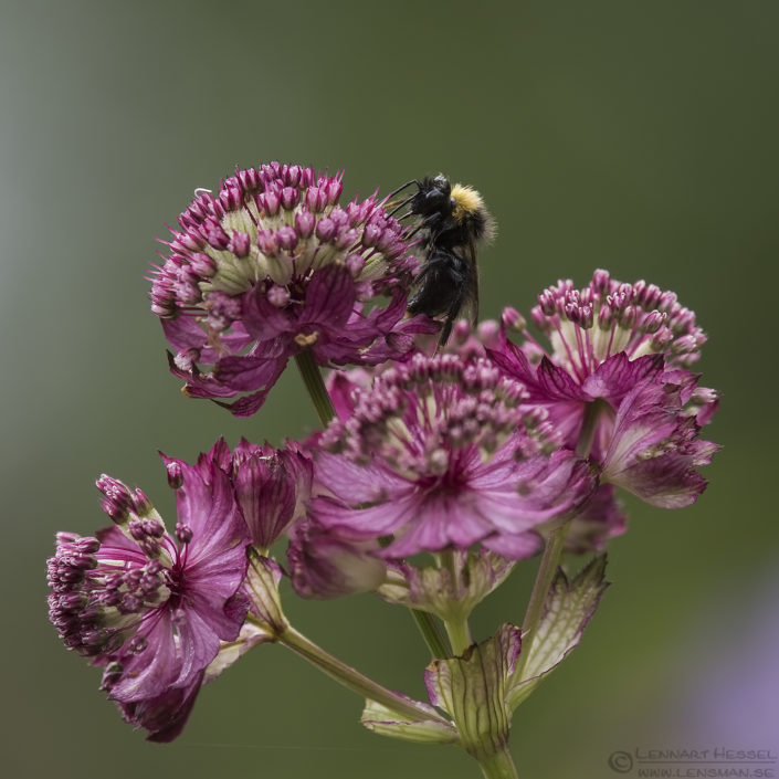 Garden Bumblebee insects