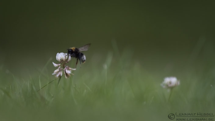 Flying Garden Bumblebee insects