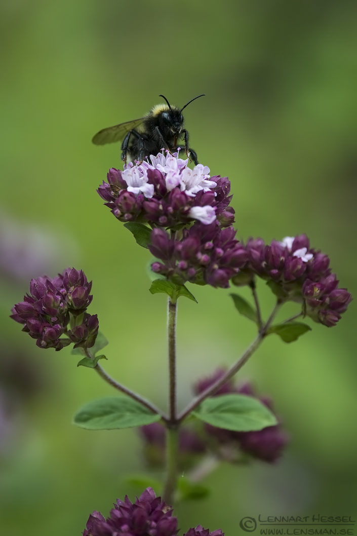 Garden Bumblebee tongue insects