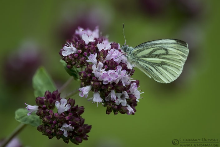 Green-veined White insects