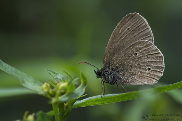Ringlet insects