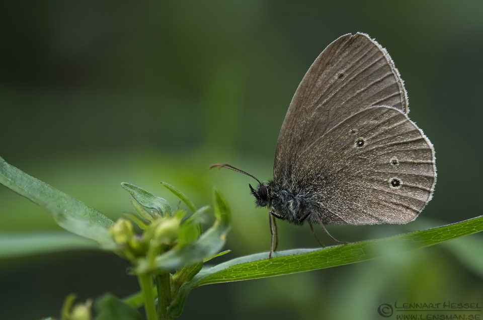 Ringlet insects