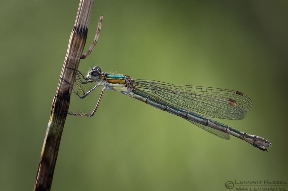 Emerald damselfly warm