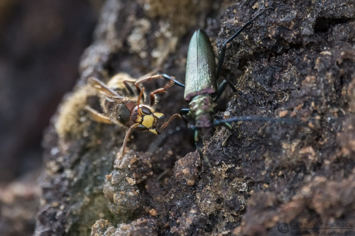 European Hornet attacking Capricorn beetle European Hornet attacking Capricorn beetle warm
