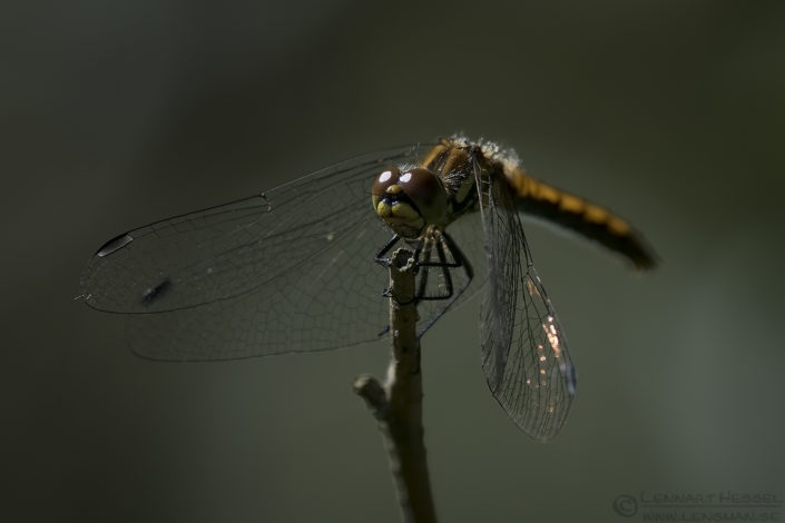 Black Darter European Hornet