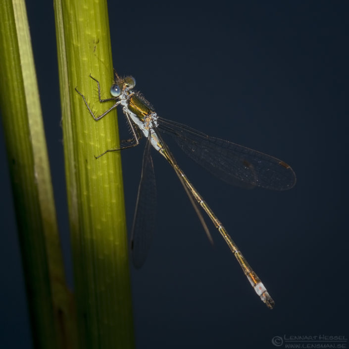 Emerald Damselfly European Hornet