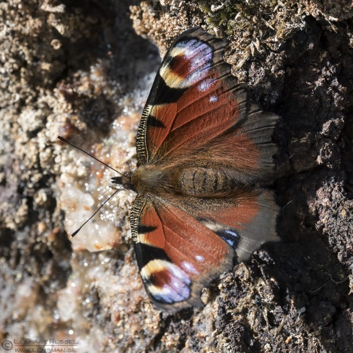 European Peacock Butterfly European Hornet