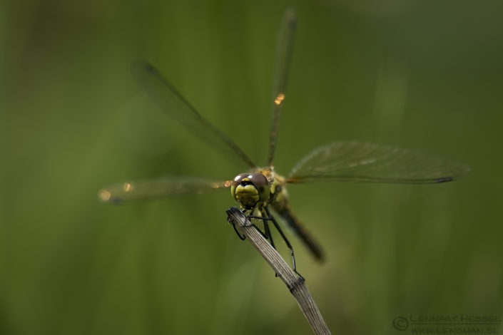 Black Darter European Hornet