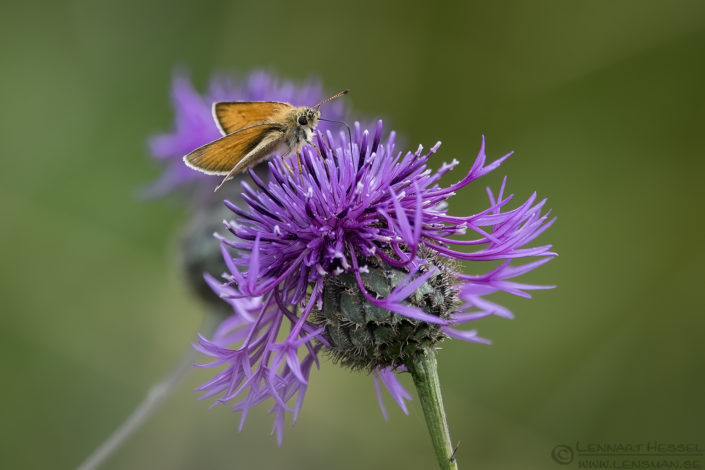 Essex Skipper European Hornet